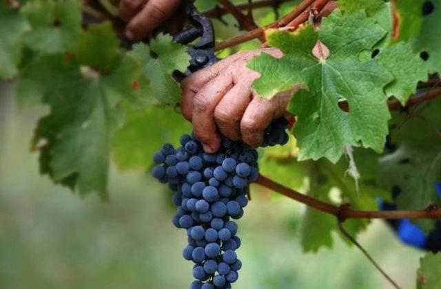 Quinta Do Couto * Celorico De Basto